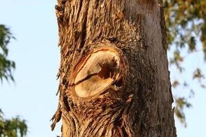 Color and texture of tree bark photo