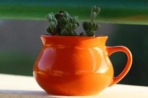 A small cactus grows in a flower pot photo