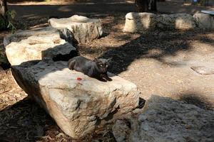 Stones in a city park in Israel photo