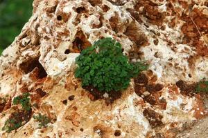 Green plants and flowers grow on rocks and rocks photo