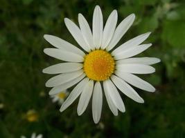 chamomile. beautiful flower photo