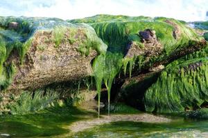 algas verdes en la costa mediterránea foto
