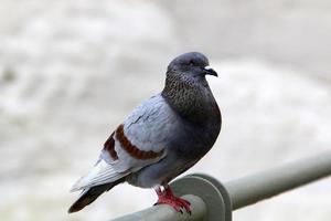 Pigeons in a city park in northern Israel photo