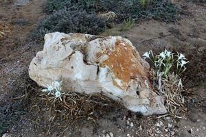 Stones in a city park in Israel photo