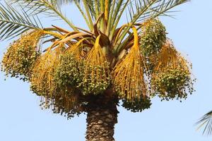 Dates ripen on a tall palm tree photo