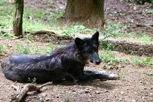 pequeño lobo negro vive en el zoológico foto