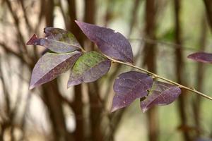 Colored leaves on a tree in a city park photo