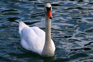 cisne blanco en el lago foto