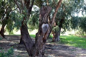 Curved trunk of a tall tree photo