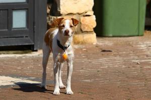 Dog for a walk in a city park in Israel photo