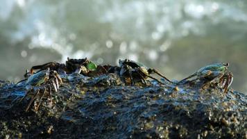 Crab on the rock at the beach, rolling waves, close up video