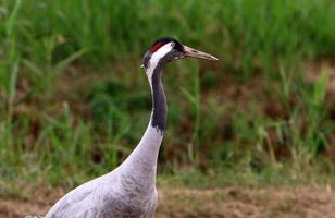 una gran bandada de grullas en la reserva natural de hula en el norte de israel foto