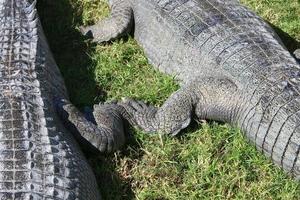 Large crocodiles in the Hamat - Gader nature reserve in northern Israel photo