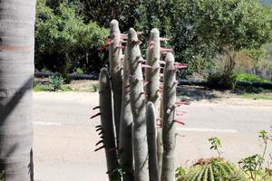 A large and prickly cactus grows in a city park photo
