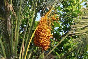 Dates ripen on a tall palm tree photo