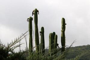 A large and prickly cactus grows in a city park photo