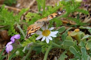 A colorful butterfly sits on a flower photo