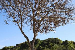 tronco curvo de un árbol alto foto