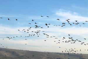 a large flock of cranes flies in the sky photo