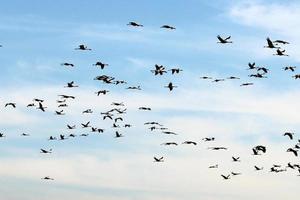 a large flock of cranes flies in the sky photo