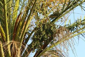 Dates ripen on a tall palm tree photo