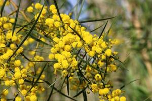 Mimosa tree blooms in the city park photo