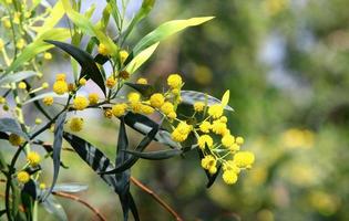 Mimosa tree blooms in the city park photo