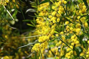 Mimosa tree blooms in the city park photo