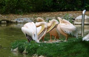 Big white pelican on the seashore photo