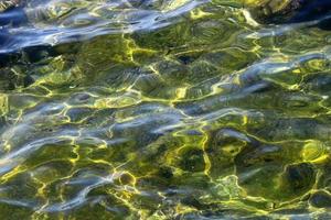 Green algae on the Mediterranean coast photo