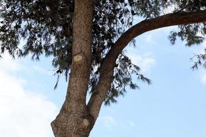 Curved trunk of a tall tree photo