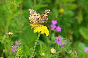 una mariposa colorida se sienta en una flor foto