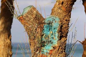 Color and texture of tree bark photo