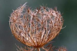 zanahorias silvestres en un claro del bosque foto