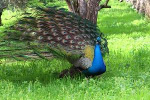 Peacock lives in a city park in Israel photo