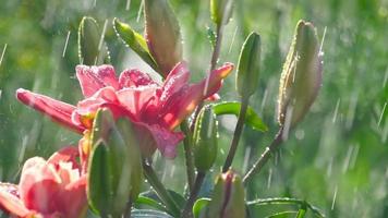 regendruppels op de bloemblaadjes van een bloem roze lelie, slow-motion video