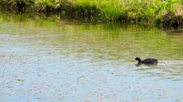 Eurasian coot  Fulica Atra  attacks the duck family, driving away mallard duck with duclings video