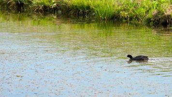 Eurasian coot  Fulica Atra  attacks the duck family, driving away mallard duck with duclings video