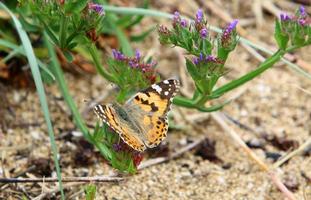 una mariposa colorida se sienta en una flor foto