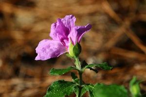 Summer flowers in a city park in northern Israel photo