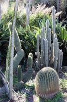 A large and prickly cactus grows in a city park photo