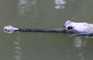 Large crocodiles in the Hamat - Gader nature reserve in northern Israel photo