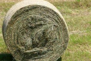 Straw on a collective farm field for livestock feed photo