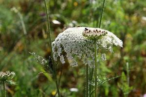 zanahorias silvestres en un claro del bosque foto