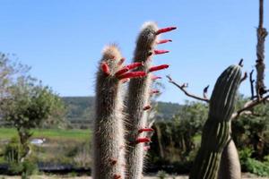 A large and prickly cactus grows in a city park photo