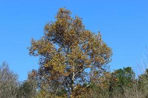 Crown of a tall tree in a city park photo