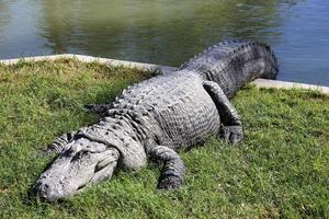 Large crocodiles in the Hamat - Gader nature reserve in northern Israel photo