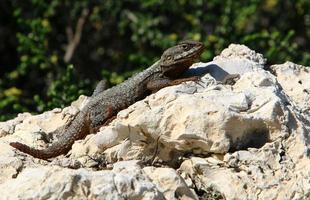 The lizard sits on a large stone in a city park. photo