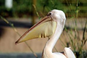 Big white pelican on the seashore photo