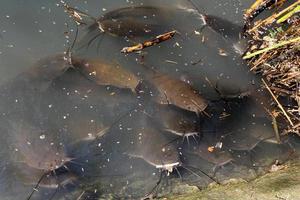 A lake in the north of Israel with huge catfish photo